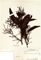 藏品(虎杖(黃藥子))的圖片